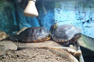 Sumpfschildkröten kaufen und verkaufen Foto: Hieroglyphe Tom 18 Jahre sucht ein neues Zuhause 