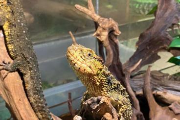 Lizards kaufen und verkaufen Photo: SHINISAURUS CROCODILURUS BEST PRICE