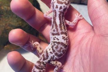 Geckos kaufen und verkaufen Foto: 0.1 Leopardgecko Weibchen 