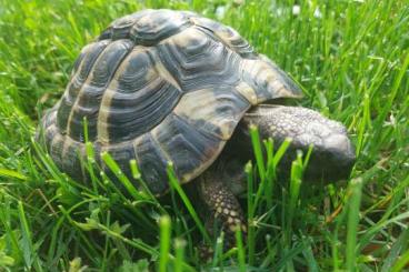 Schildkröten  kaufen und verkaufen Foto: Erwachsene Schildkröten 9 und 8 Jahre