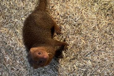 Exotic mammals kaufen und verkaufen Photo: Gesucht männlicher Zwergmungo (Helogale parvula)