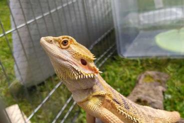 Bearded dragons kaufen und verkaufen Photo: 3 jähriger Bartagamen Bock sucht neuen Sonnenplatz