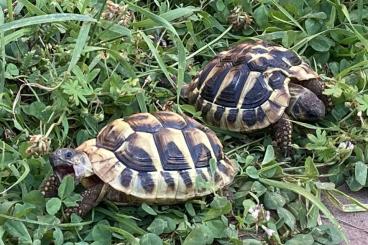 Landschildkröten kaufen und verkaufen Foto: Griechische Landschildkröten NZ 2020 in sachkundige Hände abzugeben