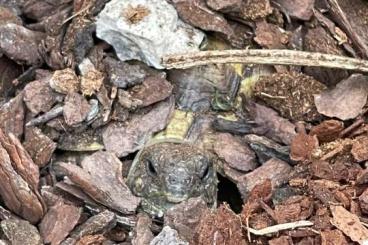 Landschildkröten kaufen und verkaufen Foto: Griechische Landschildkröten 