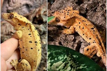 Geckos kaufen und verkaufen Foto: Correlophus Ciliatus Super Dalmatiner Pärchen 1.1