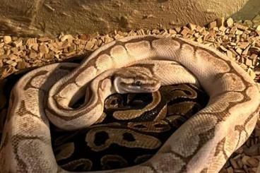 Snakes kaufen und verkaufen Photo: Königspython zu verkaufen 