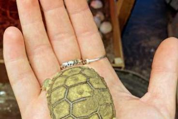 Landschildkröten kaufen und verkaufen Foto: Afrikanische Spornschildkröten 