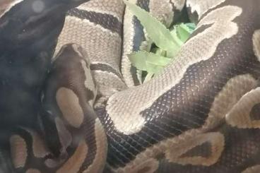 Ball Pythons kaufen und verkaufen Photo: 2 Königspython zu Vergeben mit Terrarium 