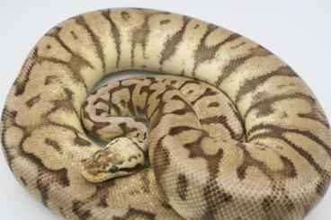 Königspythons kaufen und verkaufen Foto: Königspython Abgabe NZ und Adult Königspythons kaufen und verkaufen Foto: Königspython Abgabe NZ und Adult