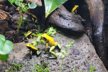 Pfeilgiftfrösche kaufen und verkaufen Foto: Phyllobates bicolor Nachzuchten Pfeilgiftfrösche kaufen und verkaufen Foto: Phyllobates bicolor Nachzuchten