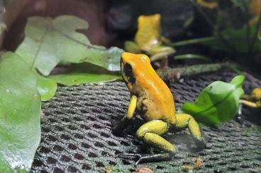 Pfeilgiftfrösche kaufen und verkaufen Foto: Phyllobates bicolor Nachzuchten