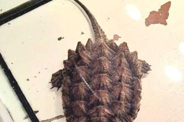 Turtles and Tortoises kaufen und verkaufen Photo: Macrochelys Geierschildkröte 