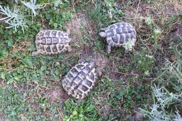 Tortoises kaufen und verkaufen Photo: Griechische Landschildkröten 2018/männlich