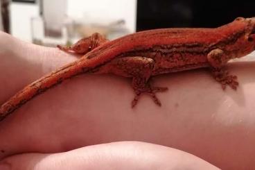 Geckos kaufen und verkaufen Photo: rhacodactylus auriculatus