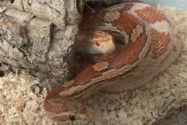 Colubrids kaufen und verkaufen Photo: Kornnattern Pärchen Albino/rot/weiß 