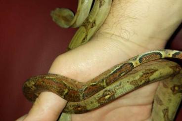 Boas kaufen und verkaufen Photo: Corn Island Zwergboa Männchen Imperator