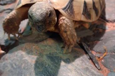 Landschildkröten kaufen und verkaufen Foto: Manfred sucht ein Zuhause 