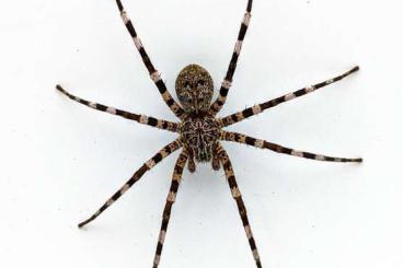 other spiders kaufen und verkaufen Photo: Viridasius sp. sylvestrisform