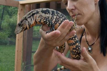 Lizards kaufen und verkaufen Photo: Eier in einem Inkubator - Salvator merianae