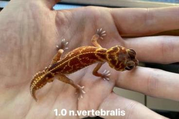 Geckos kaufen und verkaufen Photo: Nephrurus levis levis + leopard gecko