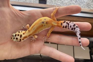 Geckos kaufen und verkaufen Foto: Leopard geckos available ✈️