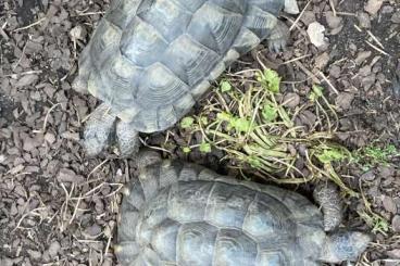 Landschildkröten kaufen und verkaufen Foto: 3 Breitrandschildkröten mit Cities