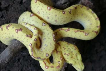 Pythons kaufen und verkaufen Foto: Morelia viridis 2023Nz abzugeben 