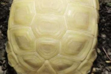 Tortoises kaufen und verkaufen Photo: Leucistic Testudo Hermanni Boettgeri