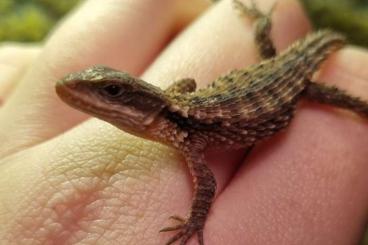 Echsen  kaufen und verkaufen Foto: Cordylus Tropidosternum / Tropischer Gürtelschweif