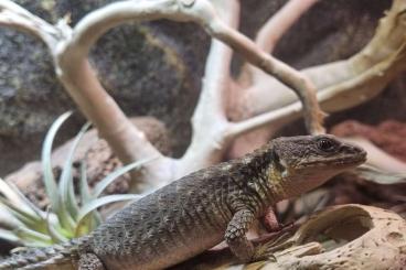 Lizards kaufen und verkaufen Photo: Cordylus Tropidosternum / Tropischer Gürtelschweif