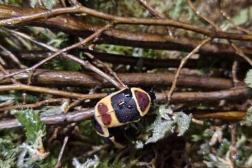 Insekten kaufen und verkaufen Foto: Wunderschöne Pachnoda marginata