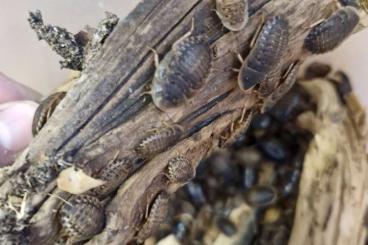 Insekten kaufen und verkaufen Foto: Verkaufe Argentinische Waldschaben 