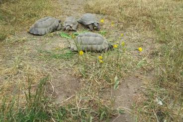 Tortoises kaufen und verkaufen Photo: 0,1 Breitrandschildkröten Zuchttiere ( Aduld )