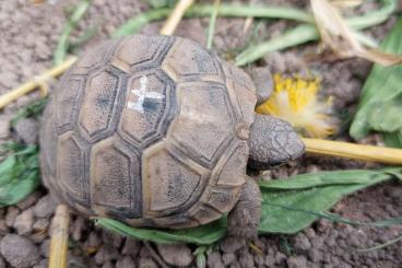 Tortoises kaufen und verkaufen Photo: Breitrandschildkröten Babys NZ 2024 Tortoises kaufen und verkaufen Photo: Breitrandschildkröten Babys NZ 2024
