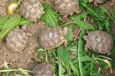 Landschildkröten kaufen und verkaufen Foto: Breitrandschildkröten NZ 2024 Landschildkröten kaufen und verkaufen Foto: Breitrandschildkröten NZ 2024