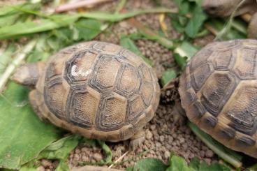 Tortoises kaufen und verkaufen Photo: Testudo hermanni NZ 2024 Tortoises kaufen und verkaufen Photo: Testudo hermanni NZ 2024