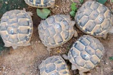 Tortoises kaufen und verkaufen Photo: Testudo hermanni NZ 2024 Tortoises kaufen und verkaufen Photo: Testudo hermanni NZ 2024