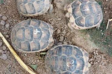 Tortoises kaufen und verkaufen Photo: Breitrandschildkröten NZ 2024 Tortoises kaufen und verkaufen Photo: Breitrandschildkröten NZ 2024