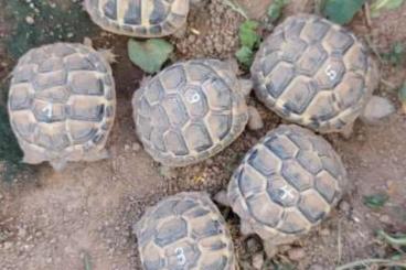 Landschildkröten kaufen und verkaufen Foto: Testudo hermanni NZ 2024 Landschildkröten kaufen und verkaufen Foto: Testudo hermanni NZ 2024