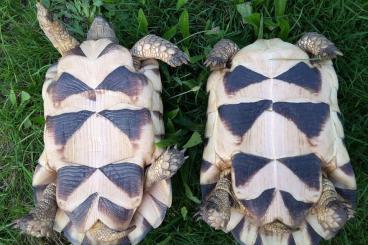 Tortoises kaufen und verkaufen Photo: 1,1 Breitrandschildkröten NZ 012