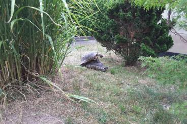 Landschildkröten kaufen und verkaufen Foto: 1,1 Breitrandschildkröten NZ 012