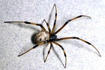 other spiders kaufen und verkaufen Photo: LF female L. Geometricus and H. Lunula