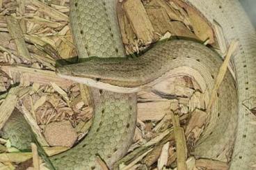 other lizards kaufen und verkaufen Photo: 2.2 adult Lialis burtonis 