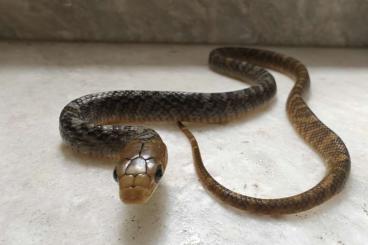 Snakes kaufen und verkaufen Photo: Offer Drymarchon sp cb 25 Snakes kaufen und verkaufen Photo: Offer Drymarchon sp cb 25