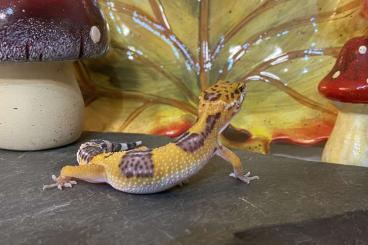 Geckos kaufen und verkaufen Foto: Leopardgecko 0.1 ENZ „Nala“
