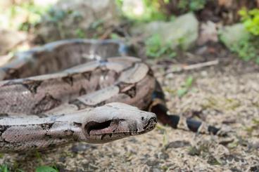 Boas kaufen und verkaufen Foto: 1.1 2005 South Brazilian short-tailed boas (Boa c. amarali)