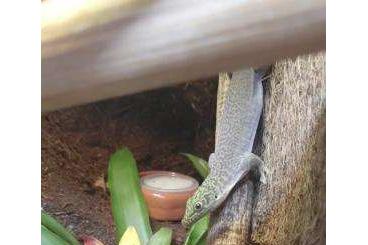 Geckos kaufen und verkaufen Foto:  Phelsuma Standingi Paar zu verkaufen