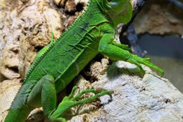 Lizards kaufen und verkaufen Photo: Antillean Iguana, Iguana Delicatissima captive bred 2023