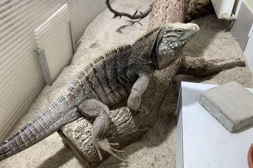 Lizards kaufen und verkaufen Photo: 1,1 Cuban Rock Iguana, Cyclura nubila Lizards kaufen und verkaufen Photo: 1,1 Cuban Rock Iguana, Cyclura nubila