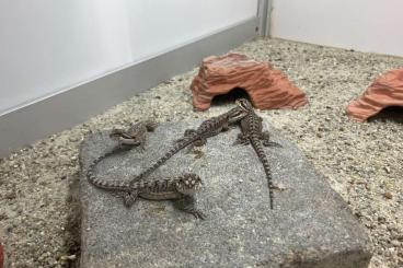 Agamen kaufen und verkaufen Foto: Eastern Bearded Dragons, POGONA BARBATA Agamen kaufen und verkaufen Foto: Eastern Bearded Dragons, POGONA BARBATA